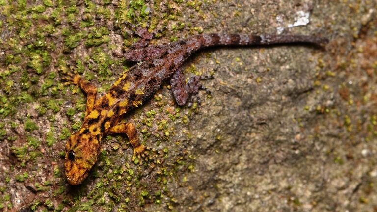 Sous embargo le mercredi 26 janvier 0001 photo non datée publiée par le WWF du gecko de roche de San Phueng en Thaïlande, l'une des 224 nouvelles espèces qui ont été trouvées dans la région du Grand Mékong. Un rapport de l'organisme de bienfaisance pour la conservation WWF a déclaré que les découvertes inhabituelles dans la région de l'Asie du Sud-Est ont montré qu'il s'agissait d'un "point chaud" pour la diversité de la faune, mais a également souligné les menaces auxquelles ils sont confrontés et la nécessité de protéger les espèces et les habitats contre la disparition. Date d'émission : mercredi 26 janvier 2022.