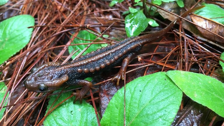 De 0001 sous embargo mercredi 26 janvier photo non datée émise par le WWF d'un triton de Thaïlande avec une bande de course, Tylototriton phukhaensis, l'une des 224 nouvelles espèces qui ont été trouvées dans la région du Grand Mékong. Un rapport de l'organisme de bienfaisance pour la conservation WWF a déclaré que les découvertes inhabituelles dans la région de l'Asie du Sud-Est ont montré qu'il s'agissait d'un "point chaud" pour la diversité de la faune, mais a également souligné les menaces auxquelles ils sont confrontés et la nécessité de protéger les espèces et les habitats contre la disparition. Date d'émission : mercredi janvier