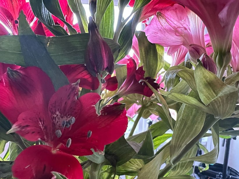 Photo de fleurs prise avec l'iPhone 13 Pro